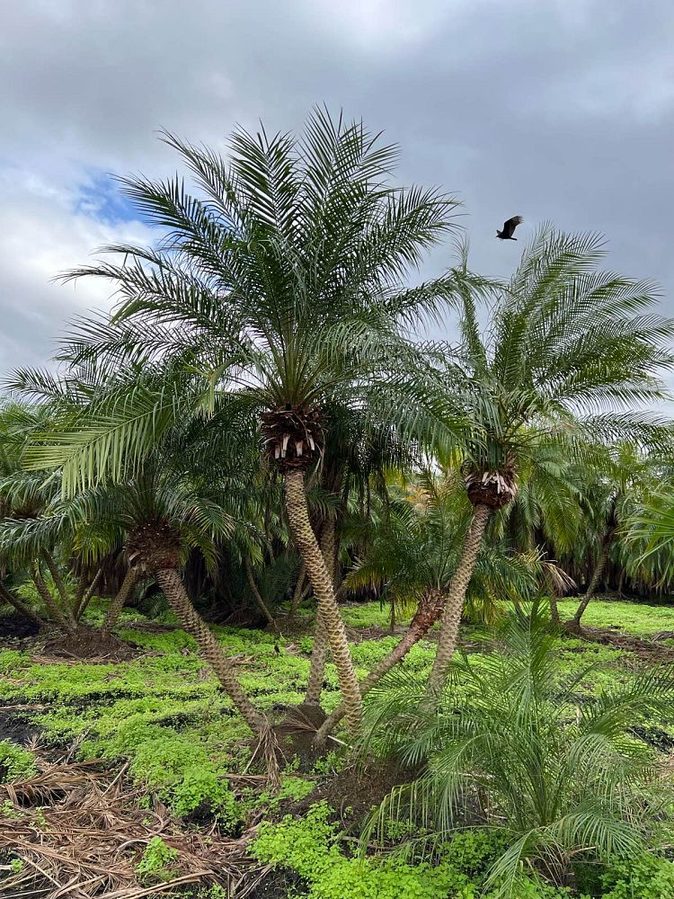 phoenix-roebelenii-pygmy-date-palm-roebelenii-palm