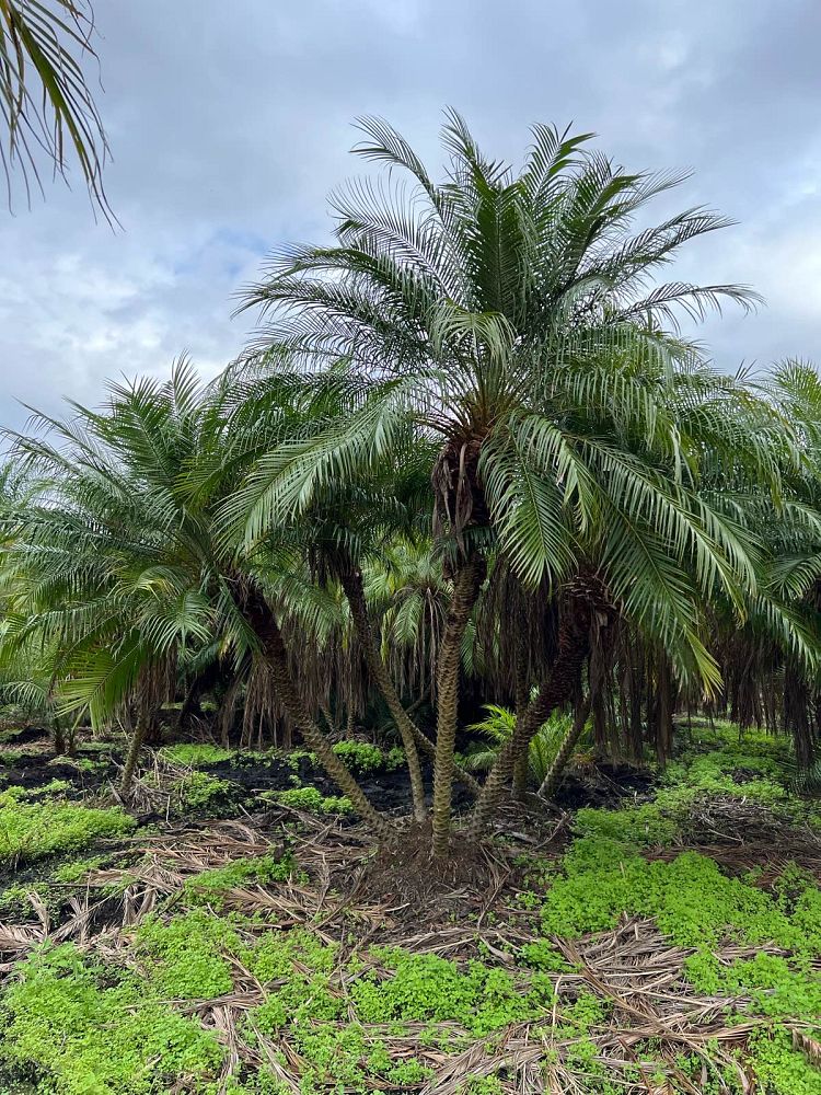 phoenix-roebelenii-pygmy-date-palm-roebelenii-palm