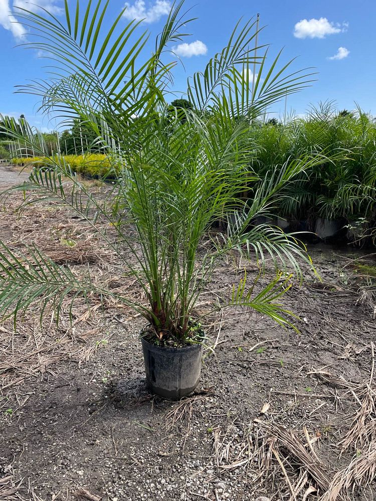 phoenix-roebelenii-pygmy-date-palm-roebelenii-palm