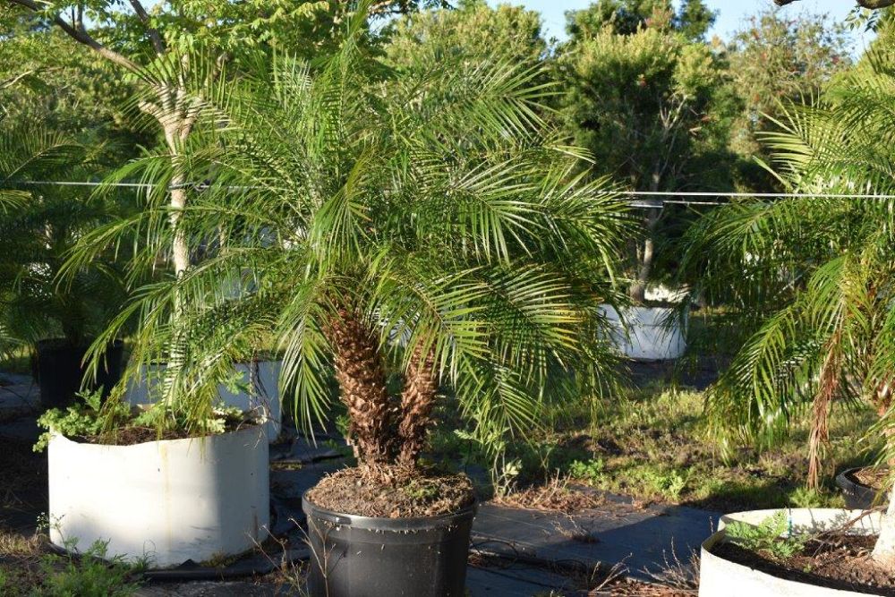 phoenix-roebelenii-pygmy-date-palm-roebelenii-palm