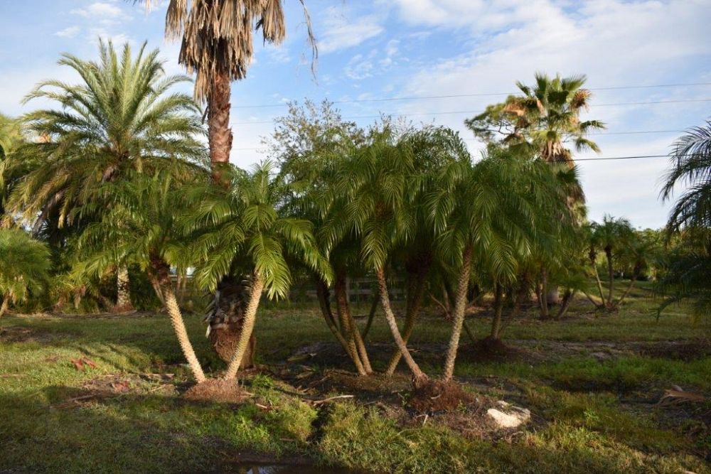phoenix-roebelenii-pygmy-date-palm-roebelenii-palm