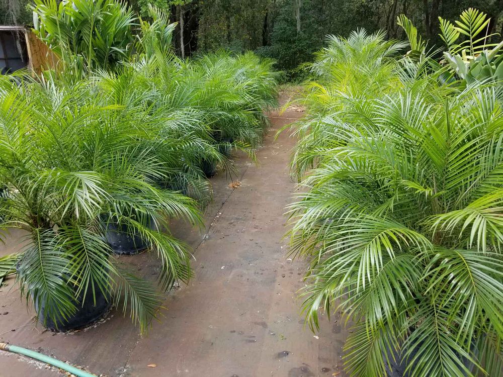 phoenix-roebelenii-pygmy-date-palm-roebelenii-palm