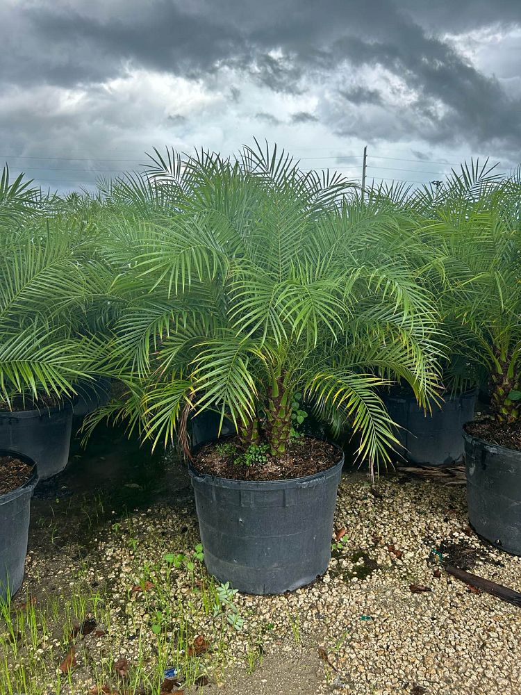 phoenix-roebelenii-pygmy-date-palm-roebelenii-palm