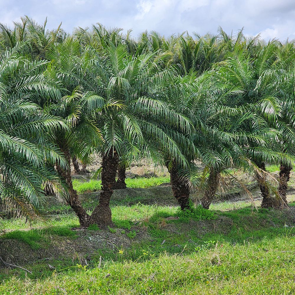 phoenix-roebelenii-pygmy-date-palm-roebelenii-palm
