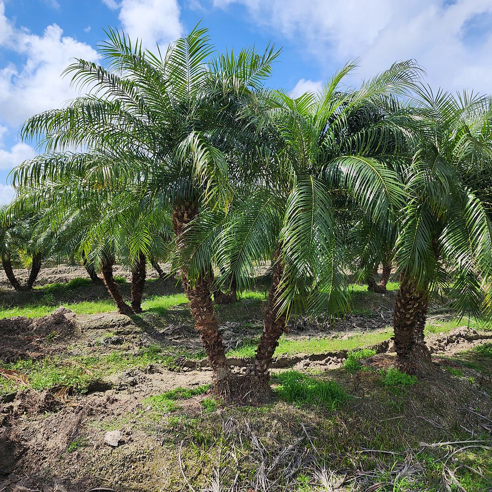 phoenix-roebelenii-pygmy-date-palm-roebelenii-palm