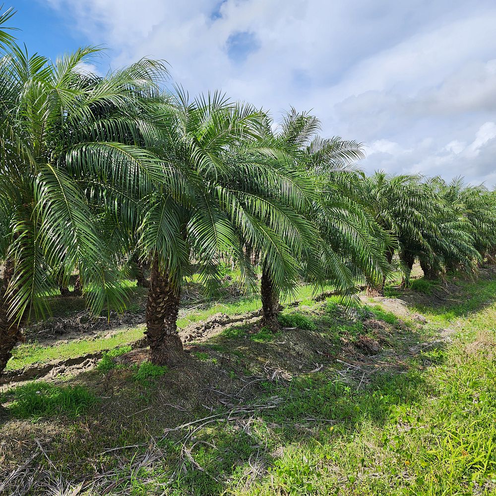 phoenix-roebelenii-pygmy-date-palm-roebelenii-palm