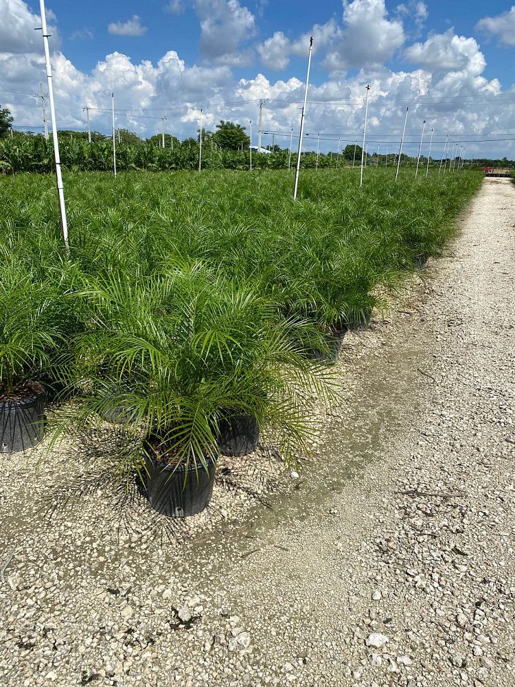 phoenix-roebelenii-pygmy-date-palm-roebelenii-palm
