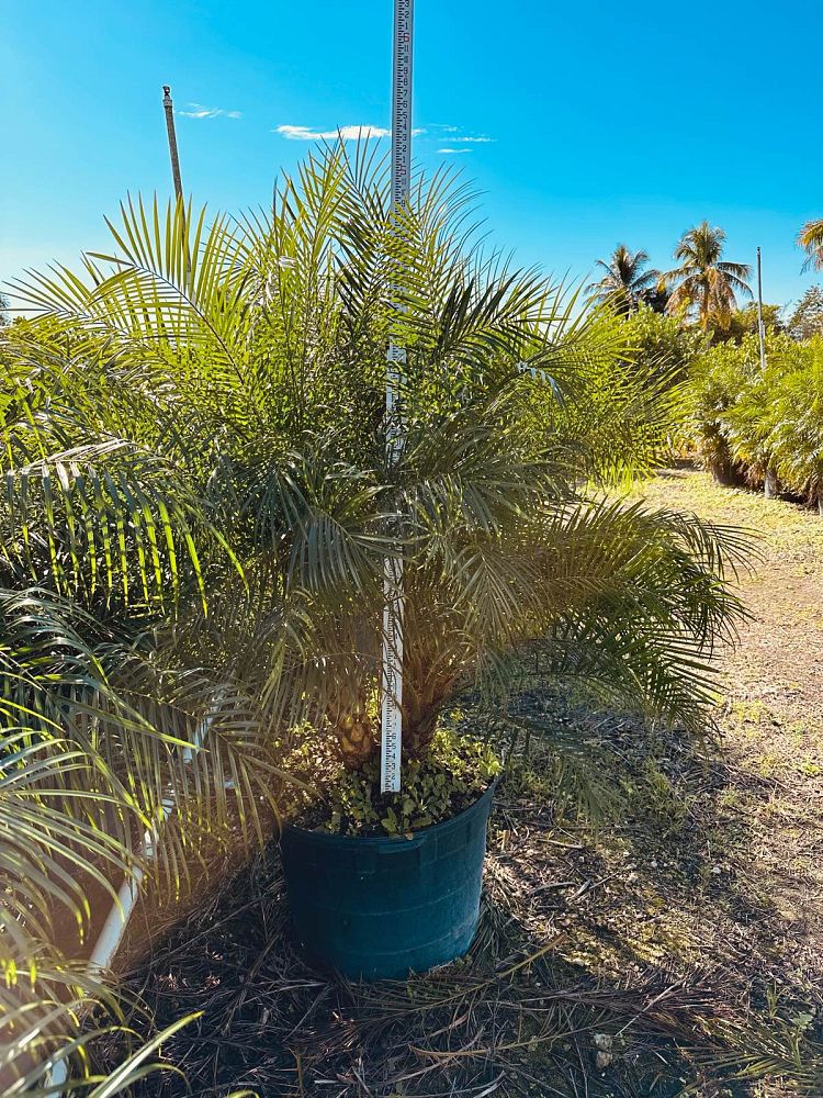 phoenix-roebelenii-pygmy-date-palm-roebelenii-palm