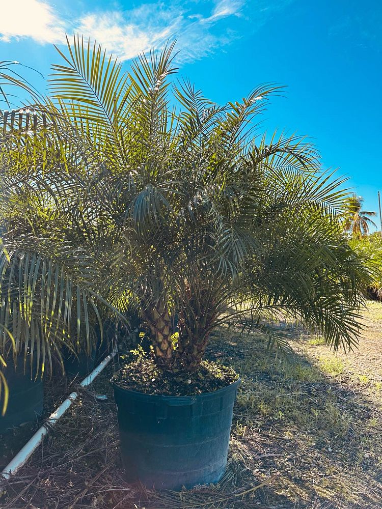 phoenix-roebelenii-pygmy-date-palm-roebelenii-palm