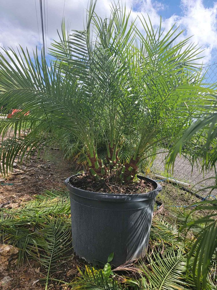 phoenix-roebelenii-pygmy-date-palm-roebelenii-palm