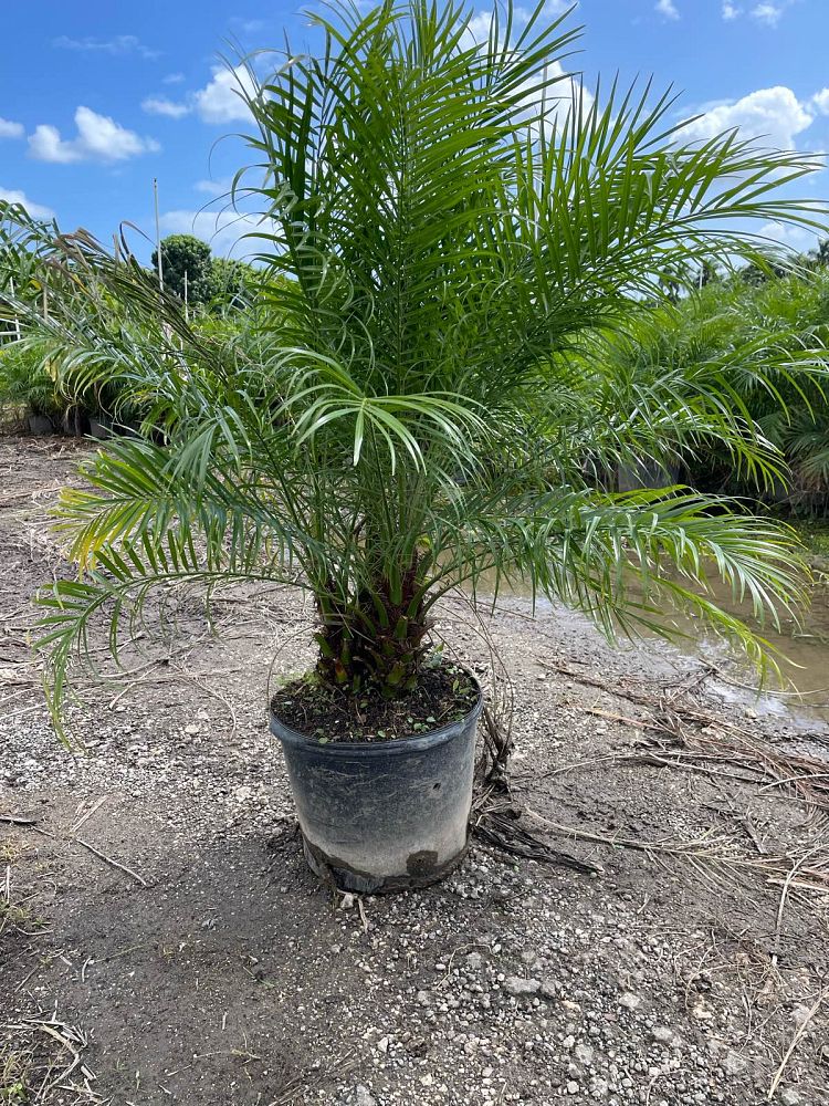 phoenix-roebelenii-pygmy-date-palm-roebelenii-palm