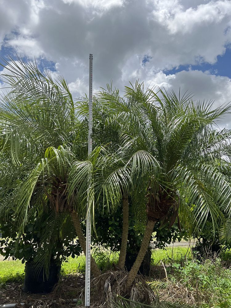 phoenix-roebelenii-pygmy-date-palm-roebelenii-palm