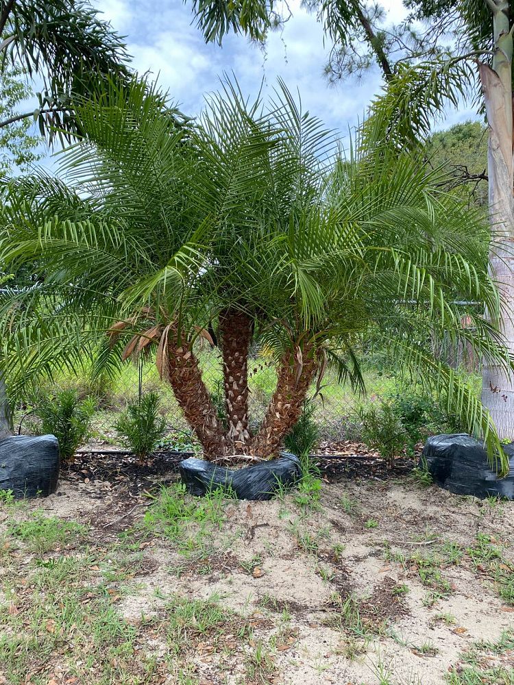 phoenix-roebelenii-pygmy-date-palm-roebelenii-palm