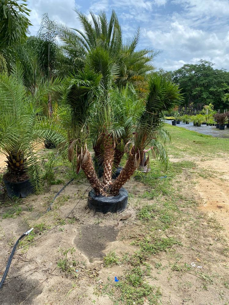 phoenix-roebelenii-pygmy-date-palm-roebelenii-palm