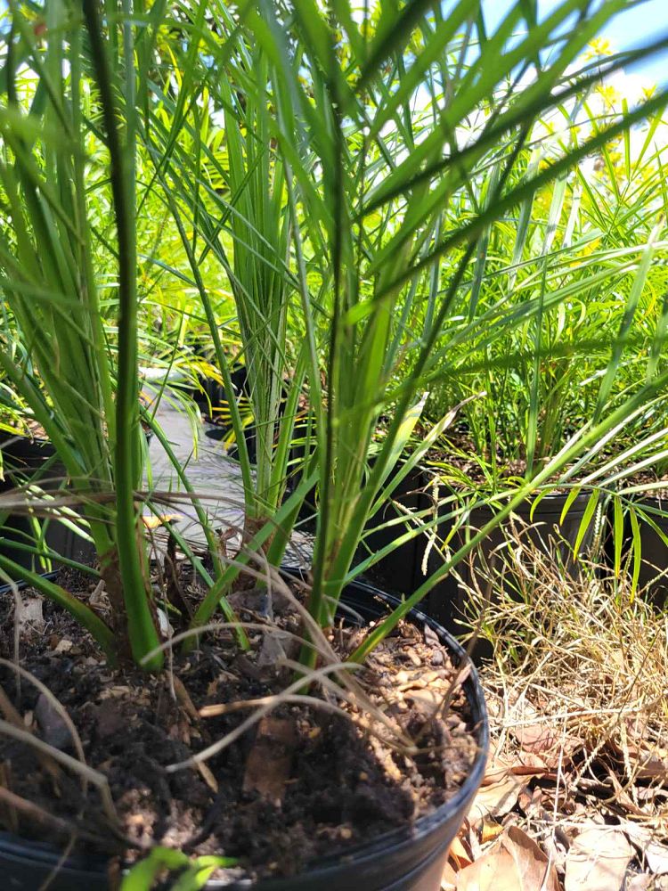 phoenix-roebelenii-pygmy-date-palm-roebelenii-palm