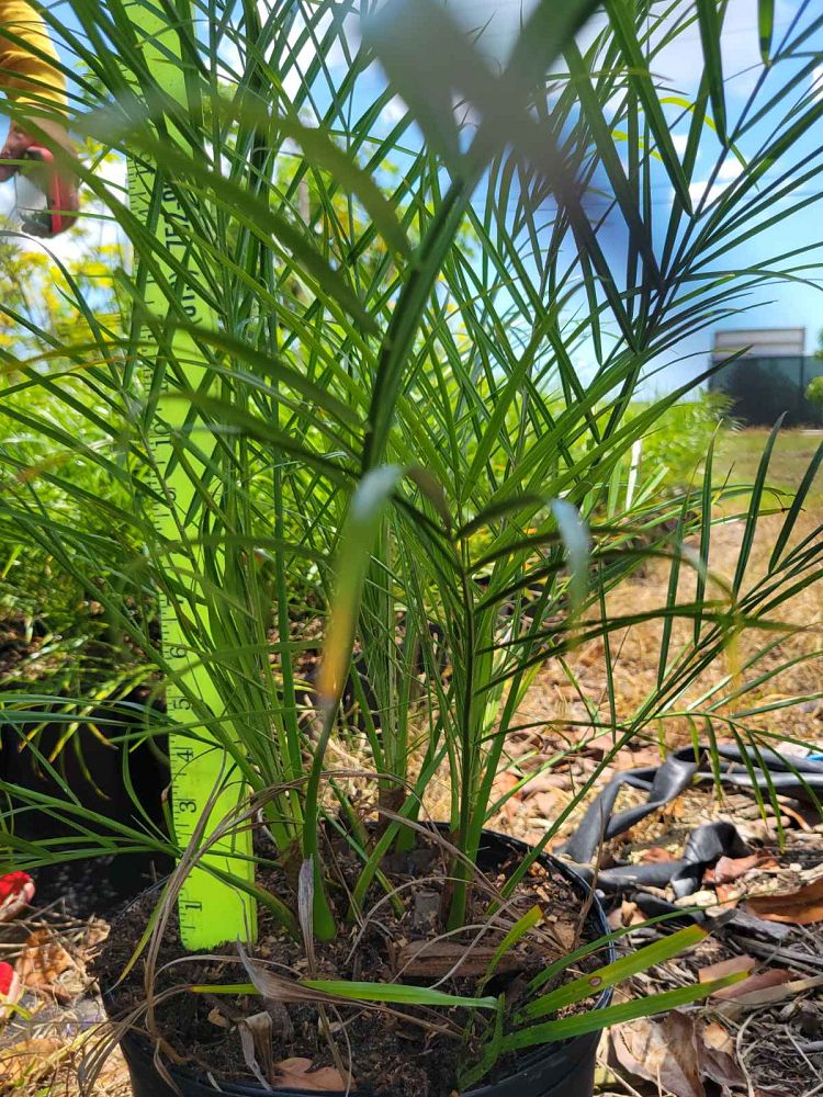 phoenix-roebelenii-pygmy-date-palm-roebelenii-palm