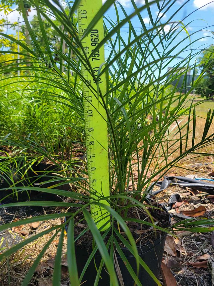 phoenix-roebelenii-pygmy-date-palm-roebelenii-palm