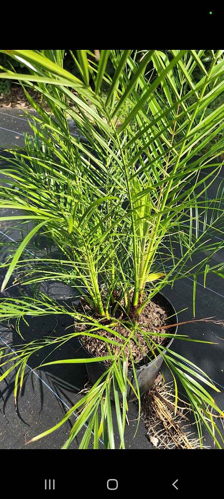 phoenix-roebelenii-pygmy-date-palm-roebelenii-palm