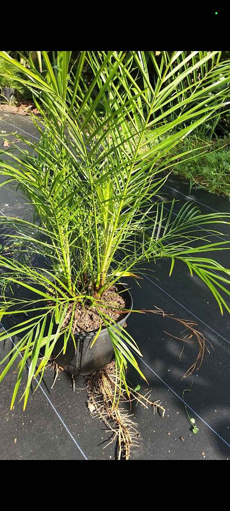 phoenix-roebelenii-pygmy-date-palm-roebelenii-palm