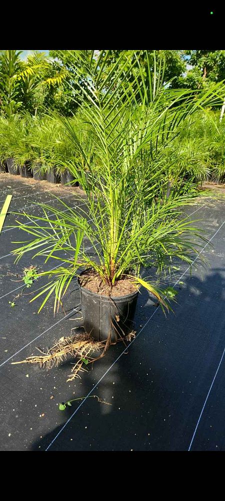 phoenix-roebelenii-pygmy-date-palm-roebelenii-palm
