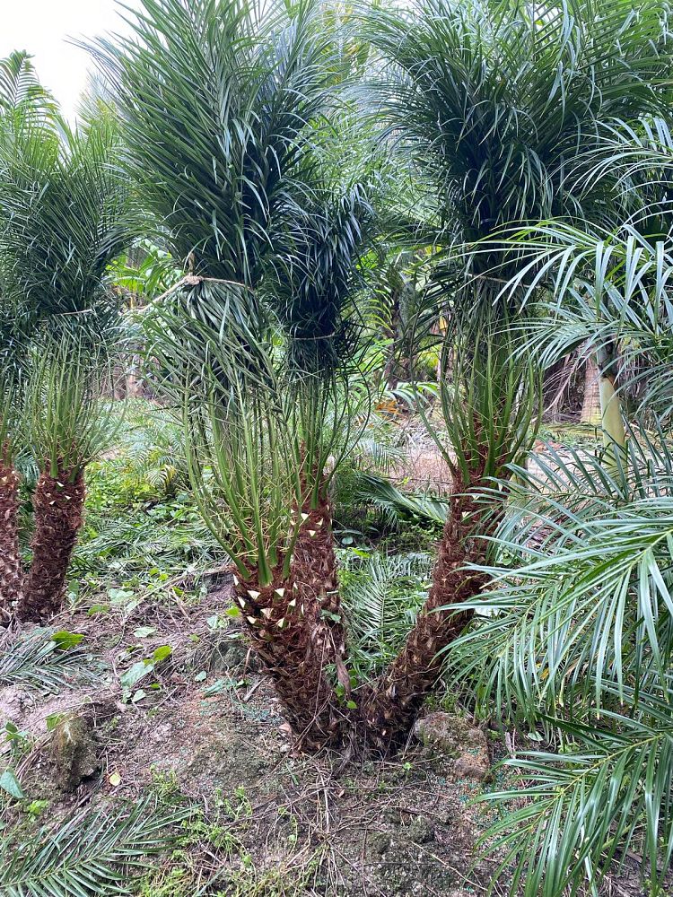phoenix-roebelenii-pygmy-date-palm-roebelenii-palm