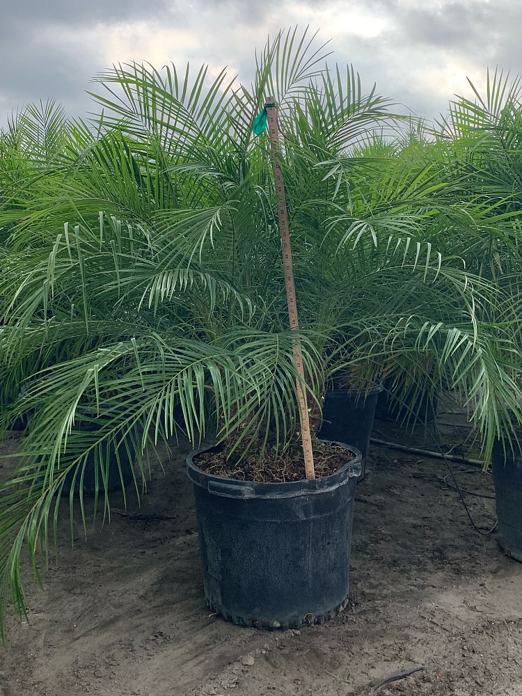 phoenix-roebelenii-pygmy-date-palm-roebelenii-palm