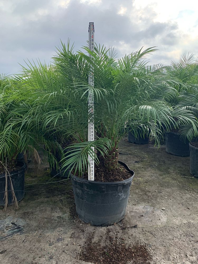 phoenix-roebelenii-pygmy-date-palm-roebelenii-palm