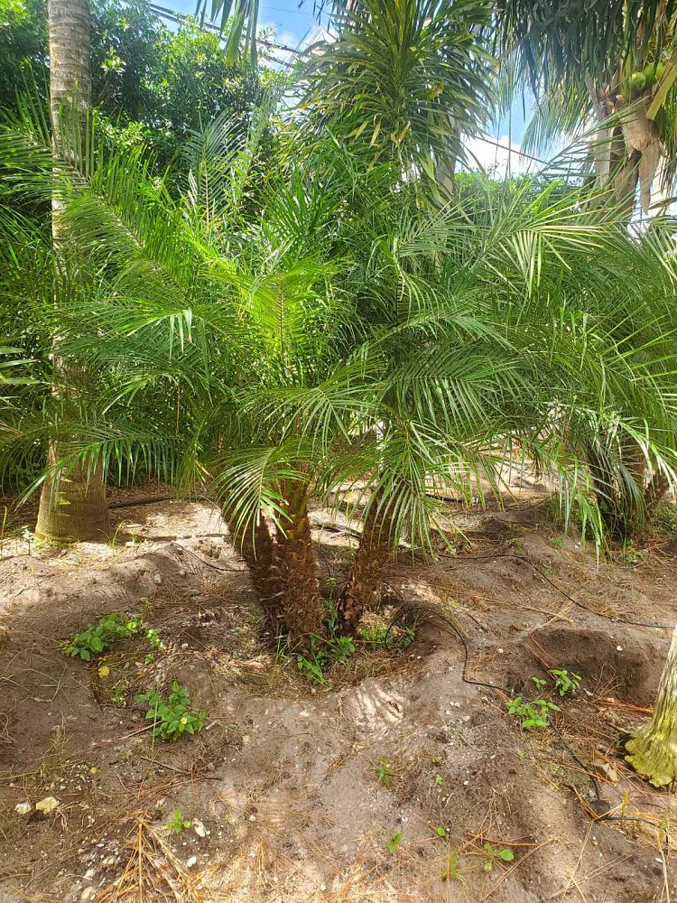 phoenix-roebelenii-pygmy-date-palm-roebelenii-palm