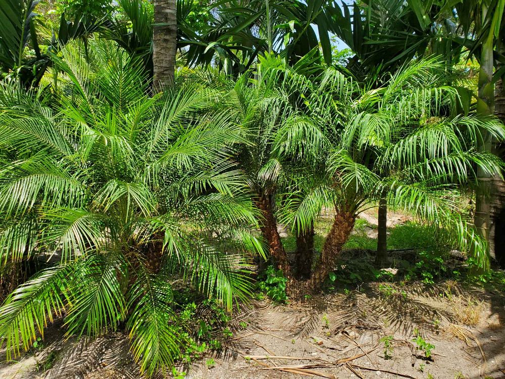 phoenix-roebelenii-pygmy-date-palm-roebelenii-palm