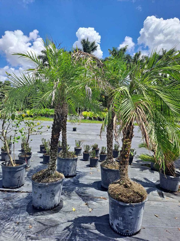 phoenix-roebelenii-pygmy-date-palm-roebelenii-palm