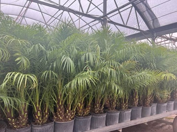 phoenix-roebelenii-pygmy-date-palm-roebelenii-palm