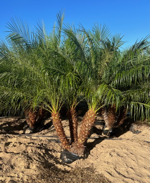 phoenix-roebelenii-pygmy-date-palm-roebelenii-palm