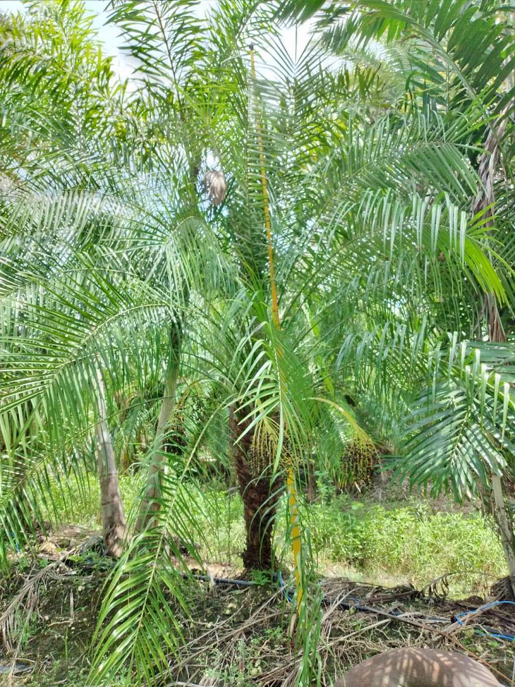 phoenix-roebelenii-pygmy-date-palm-roebelenii-palm