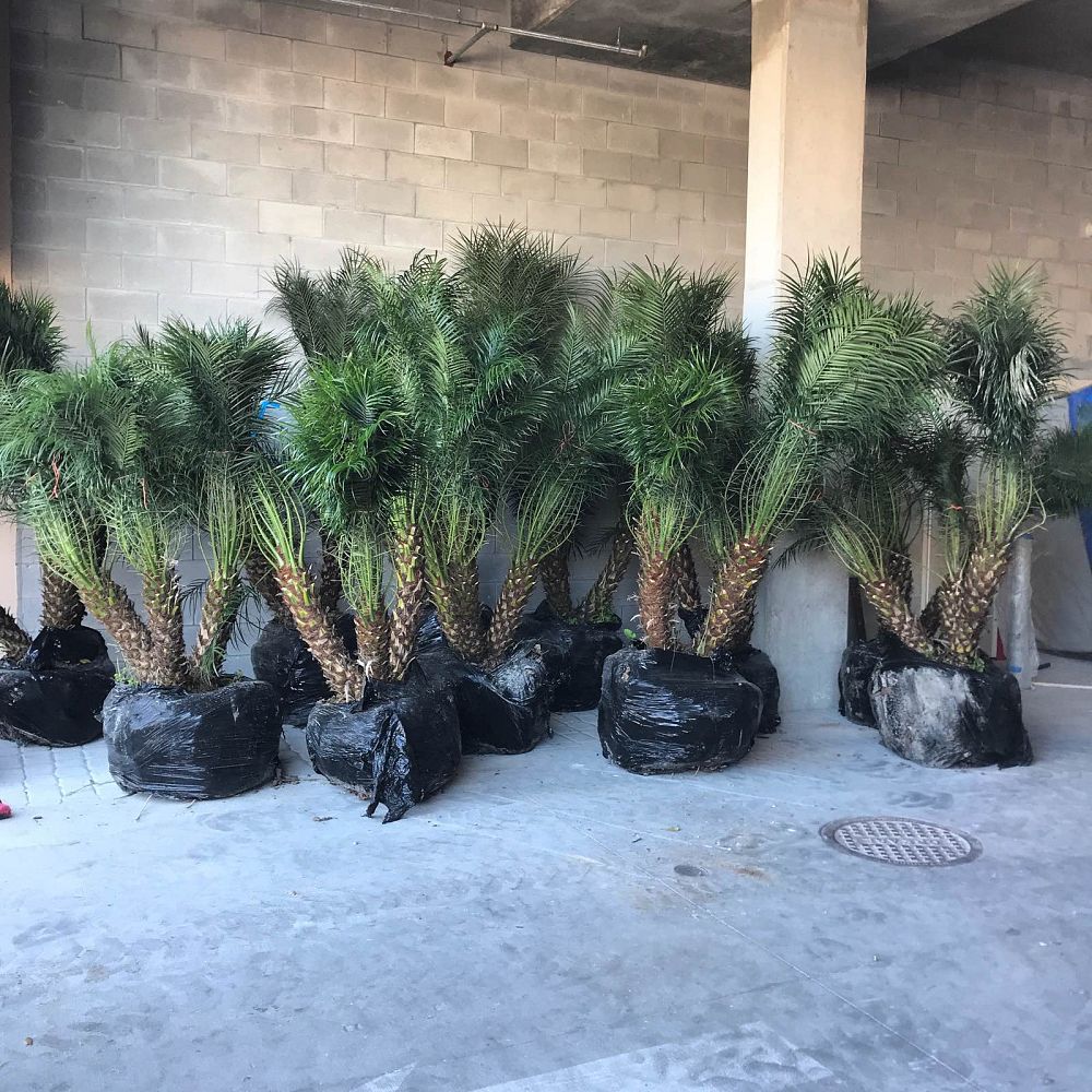 phoenix-roebelenii-pygmy-date-palm-roebelenii-palm
