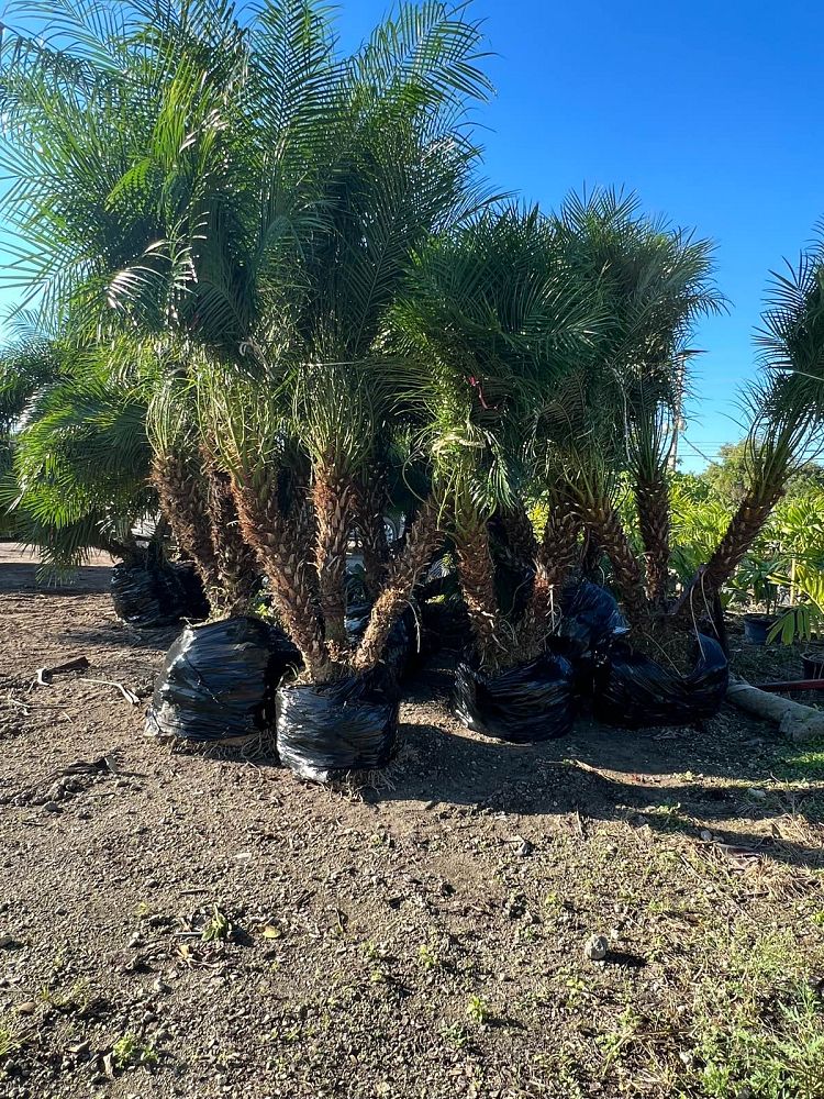 phoenix-roebelenii-pygmy-date-palm-roebelenii-palm
