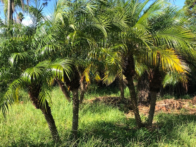 phoenix-roebelenii-pygmy-date-palm-roebelenii-palm