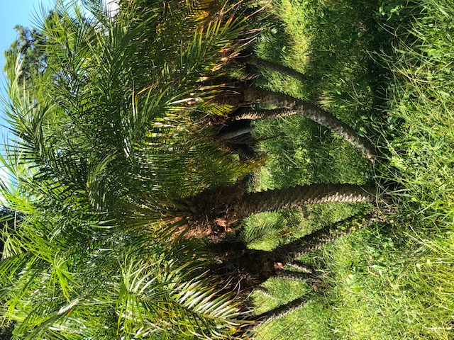phoenix-roebelenii-pygmy-date-palm-roebelenii-palm