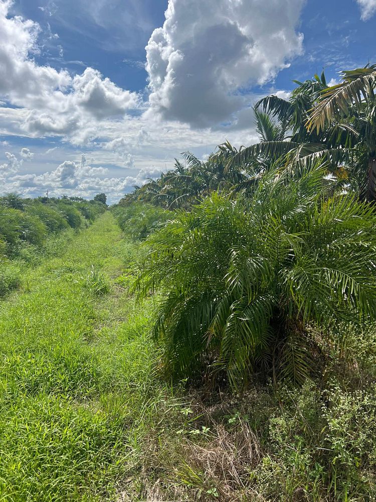 phoenix-roebelenii-pygmy-date-palm-roebelenii-palm
