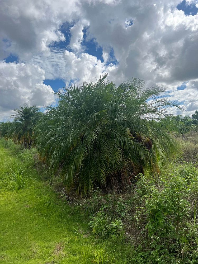 phoenix-roebelenii-pygmy-date-palm-roebelenii-palm