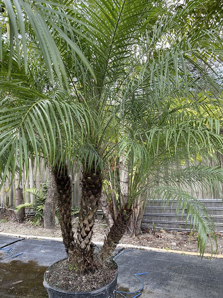 phoenix-roebelenii-pygmy-date-palm-roebelenii-palm