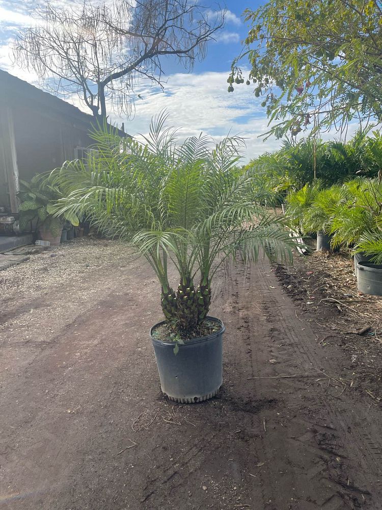 phoenix-roebelenii-pygmy-date-palm-roebelenii-palm