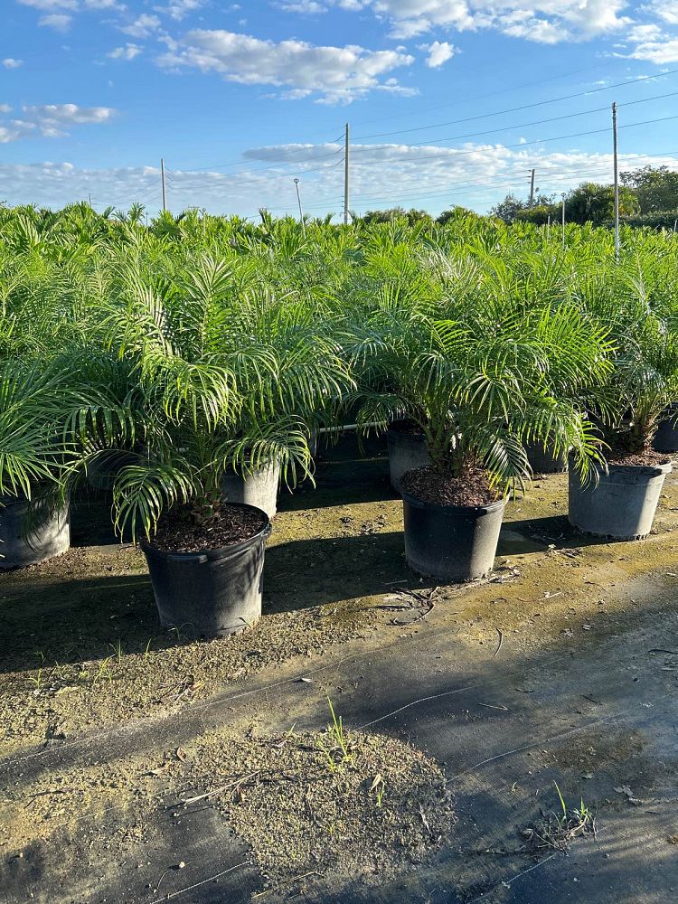 phoenix-roebelenii-pygmy-date-palm-roebelenii-palm