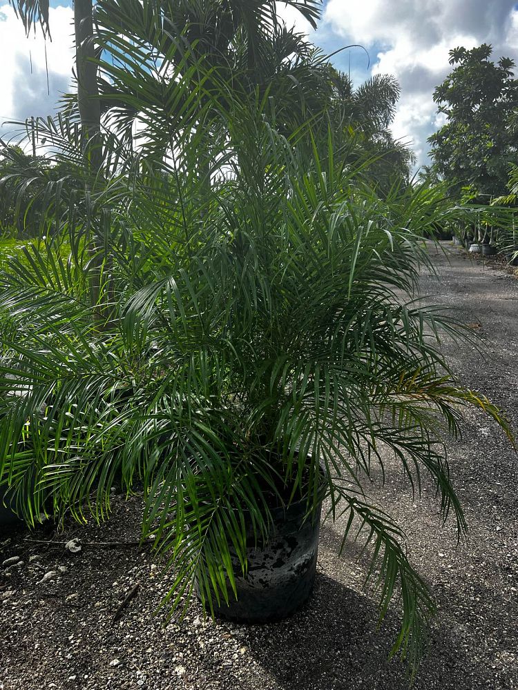 phoenix-roebelenii-pygmy-date-palm-roebelenii-palm
