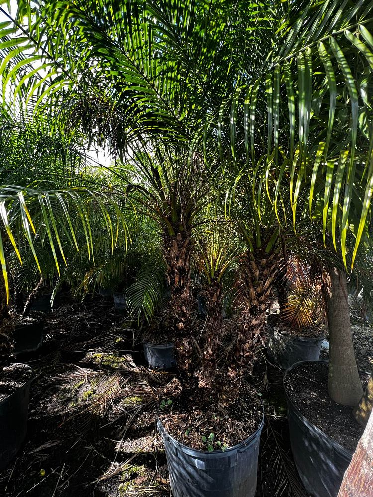 phoenix-roebelenii-pygmy-date-palm-roebelenii-palm