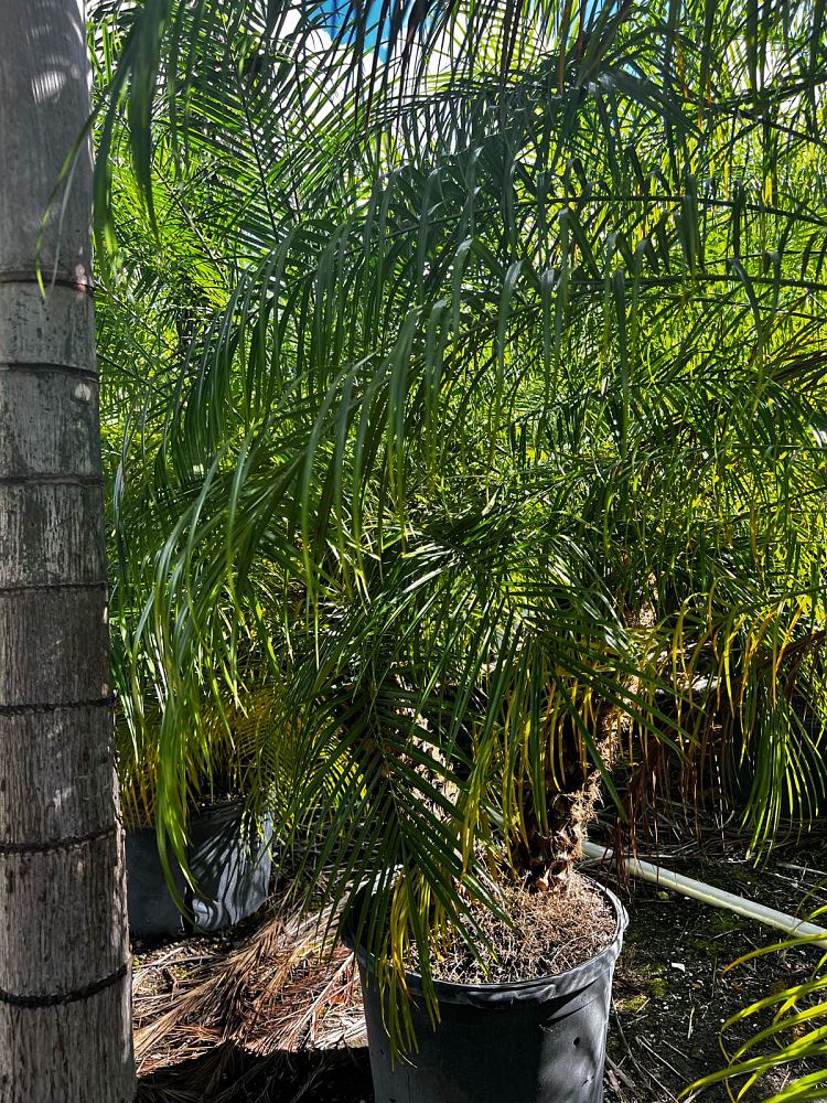 phoenix-roebelenii-pygmy-date-palm-roebelenii-palm