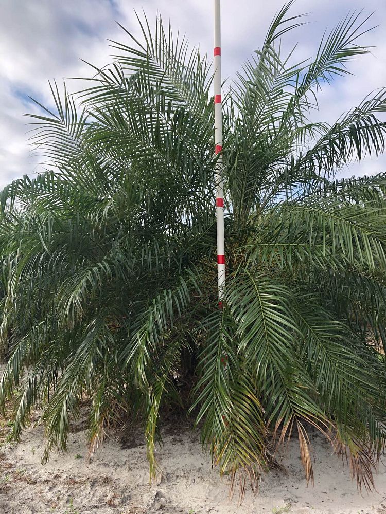phoenix-roebelenii-pygmy-date-palm-roebelenii-palm