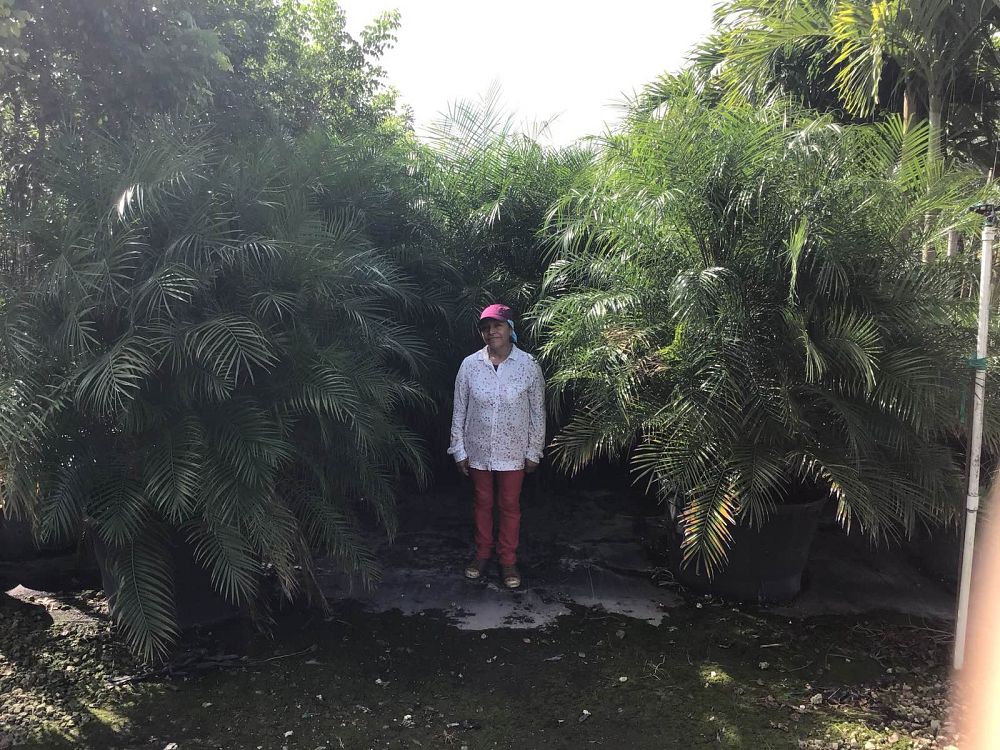 phoenix-roebelenii-pygmy-date-palm-roebelenii-palm