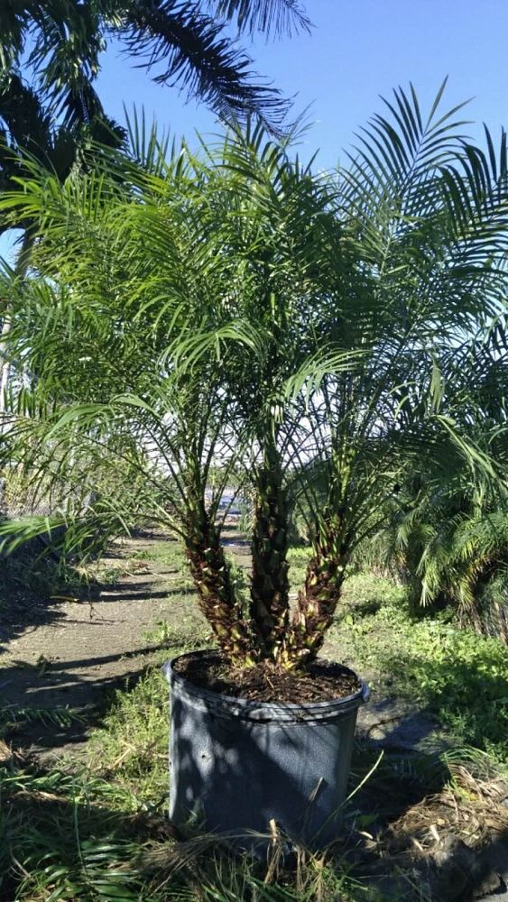 phoenix-roebelenii-pygmy-date-palm-roebelenii-palm