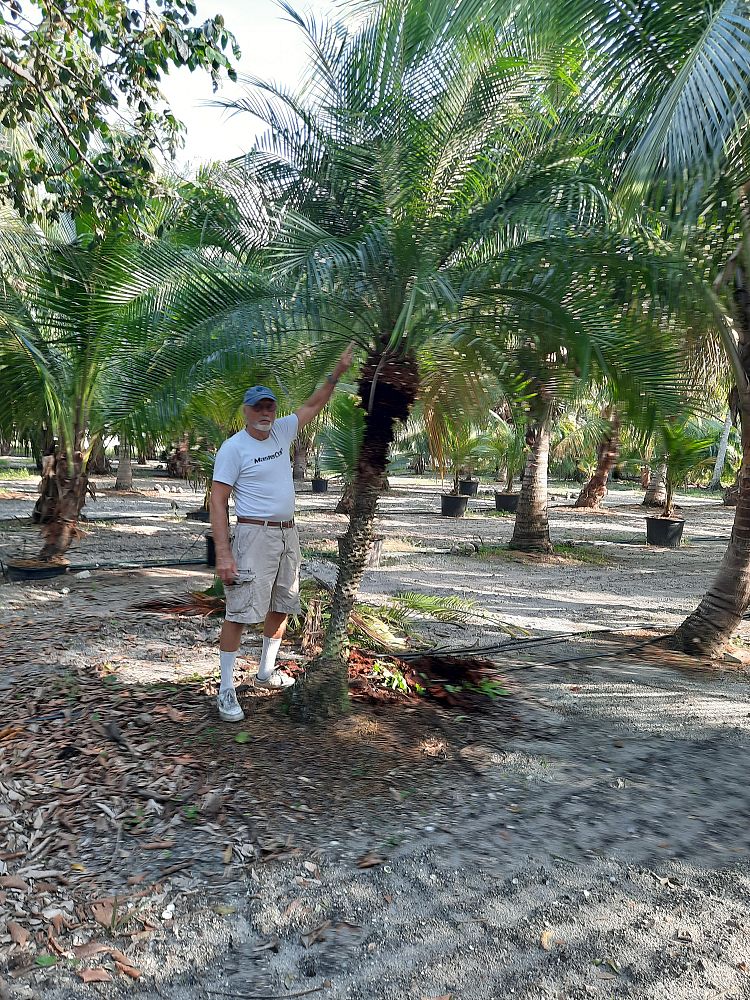 phoenix-roebelenii-pygmy-date-palm-roebelenii-palm