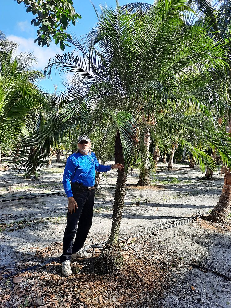 phoenix-roebelenii-pygmy-date-palm-roebelenii-palm